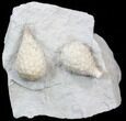 Pair of Large Cystoids (Holocystites) - Indiana #40682-1